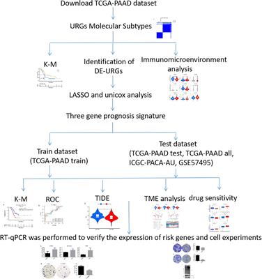 Establishment and validation of a ubiquitination-related gene signature associated with prognosis in pancreatic duct adenocarcinoma